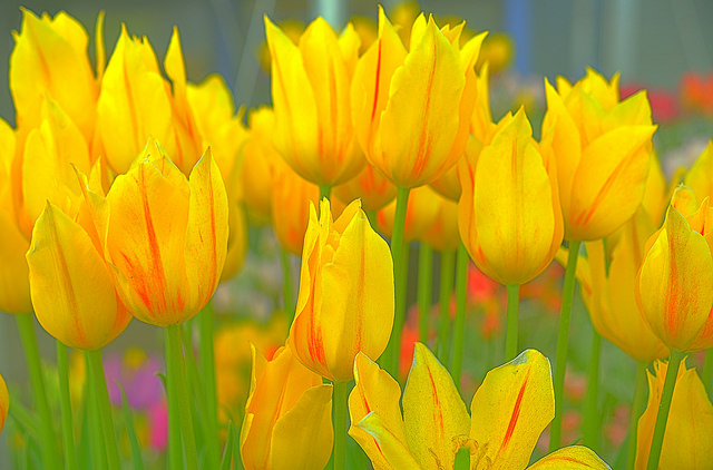Hello Yellow by https://www.flickr.com/photos/kirt_edblom/ (CC BY-SA 2.0) Yellow tulips.