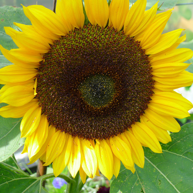 Sunflower, photograph taken by Centre for Alternative Technology www.cat.org.uk (by CC 2.0)